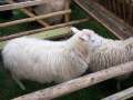 Bild 011